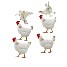 Eyelet Outlet - Chicken Brads Eyelet Outlet - Chicken Brads