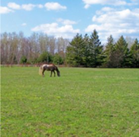 McRice - Horse Grazing Paper McRice - Horse Grazing Paper